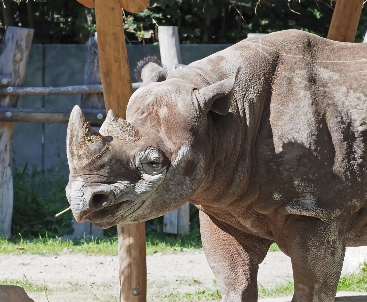 1740516475Bild 203 spitzmaul Nashorn.JPG